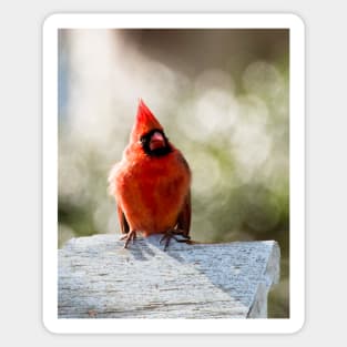 Male cardinal Sticker